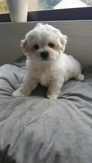 Young Male Purebred Maltese