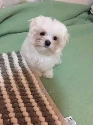 Young Male Purebred Maltese
