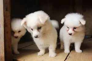 Young Male Purebred Japanese Spitz