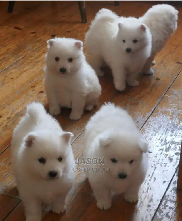 Young Male Purebred Japanese Spitz