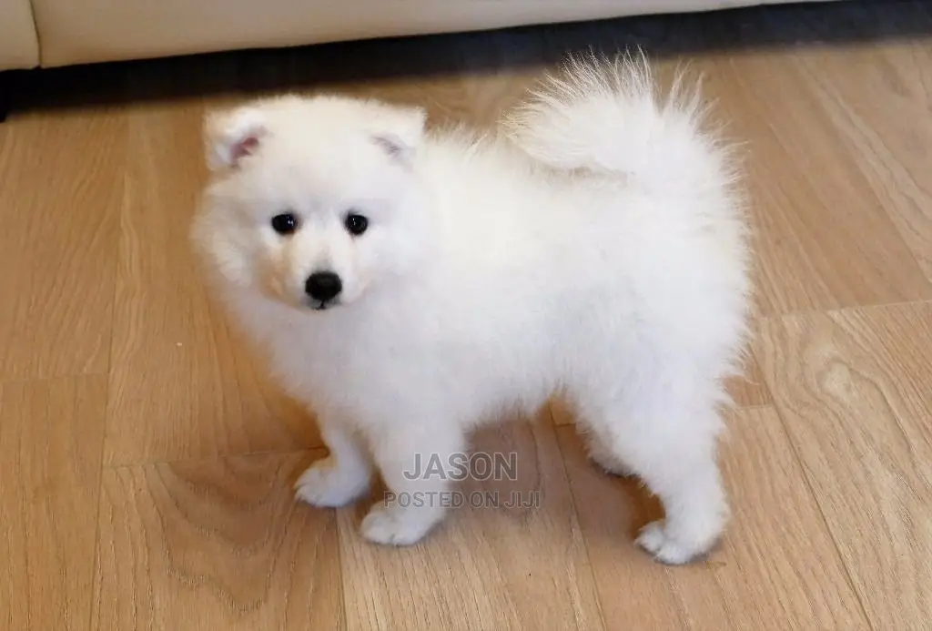 Young Male Purebred Japanese Spitz