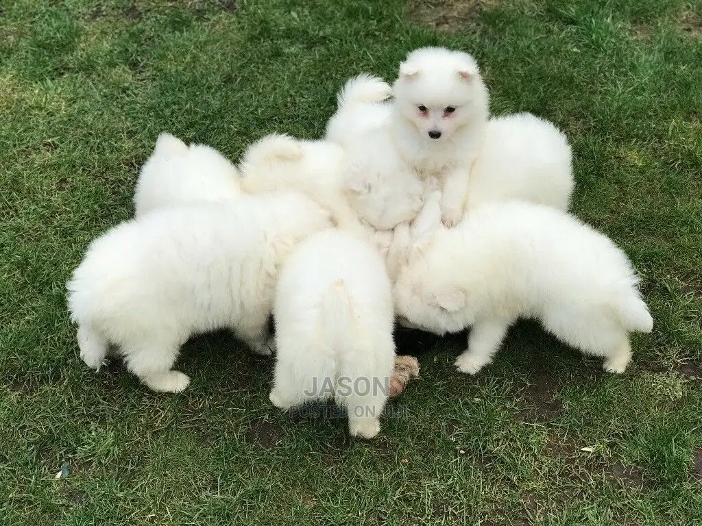 Young Male Purebred Japanese Spitz