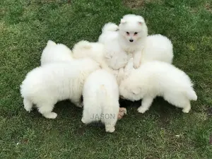 Young Male Purebred Japanese Spitz