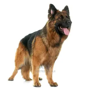 Young Male Purebred German Shepherd Dog