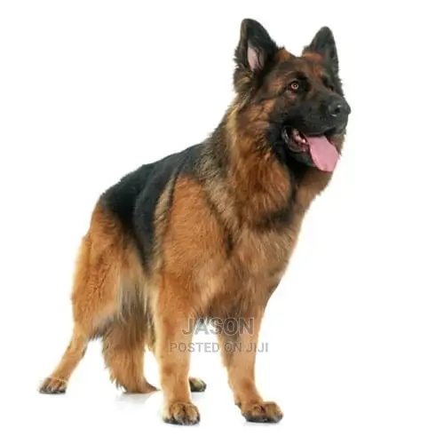 Young Male Purebred German Shepherd Dog