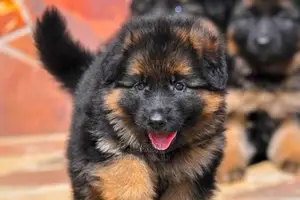 Young Male Purebred German Shepherd Dog