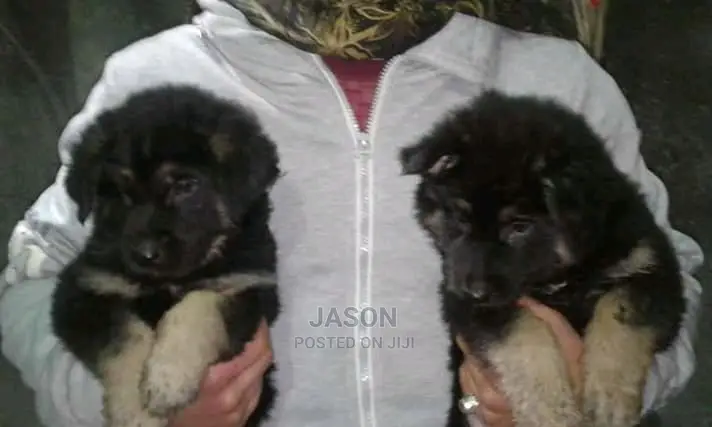 Young Male Purebred German Shepherd Dog