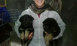Young Male Purebred German Shepherd Dog