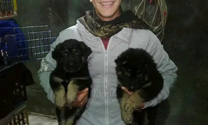 Young Male Purebred German Shepherd Dog