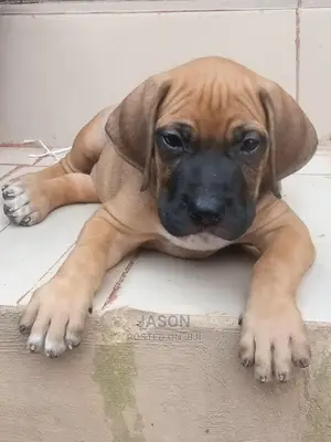 Young Male Purebred Boerboel