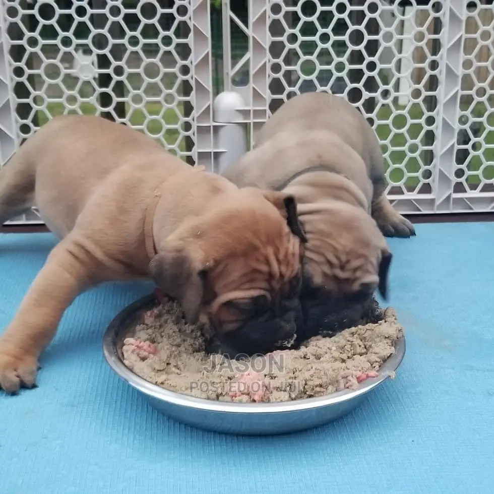 Young Male Purebred Boerboel