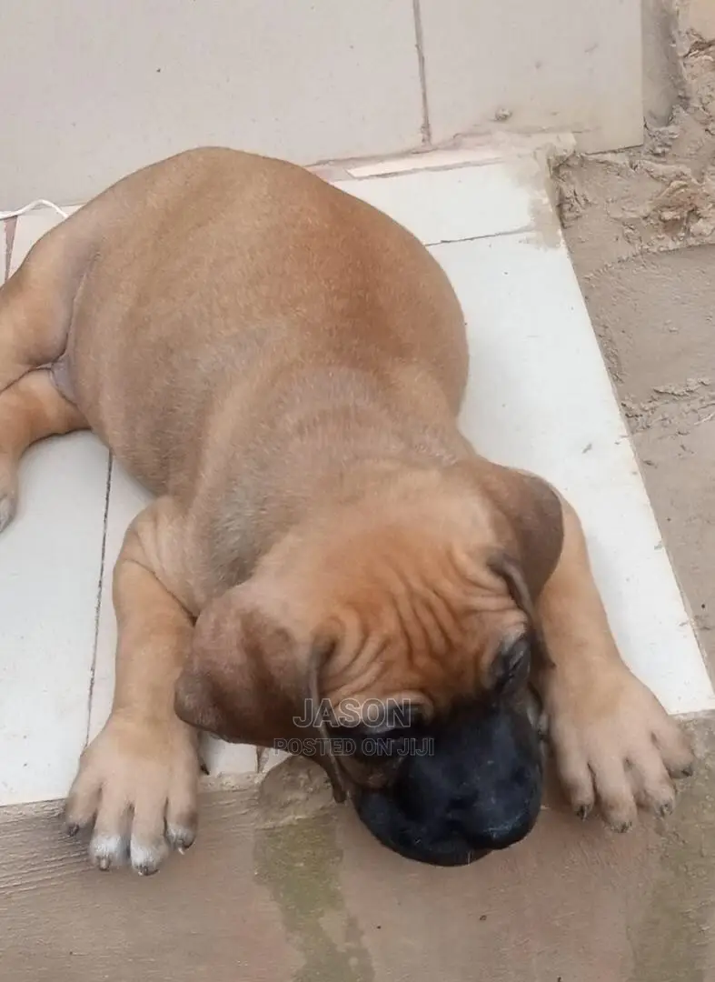 Young Male Purebred Boerboel