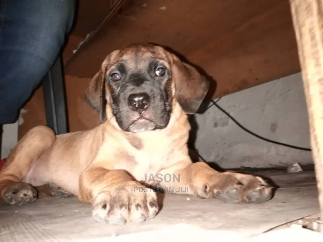Young Male Purebred Boerboel
