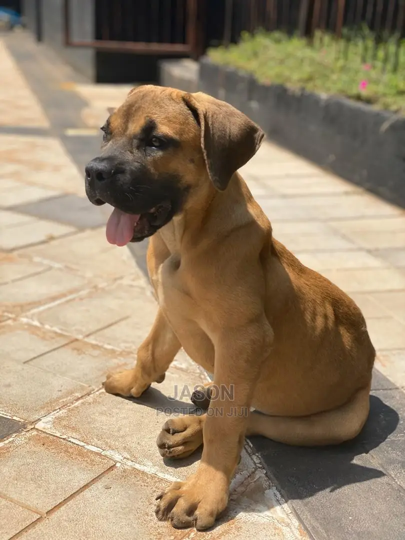 Young Male Purebred Boerboel