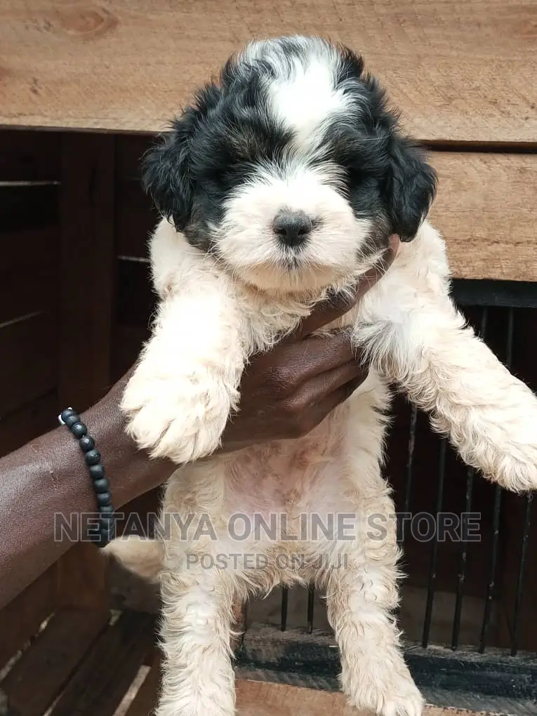 1-3 months Male Purebred Maltese