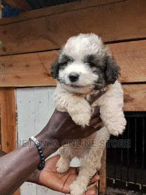 1-3 months Male Purebred Maltese