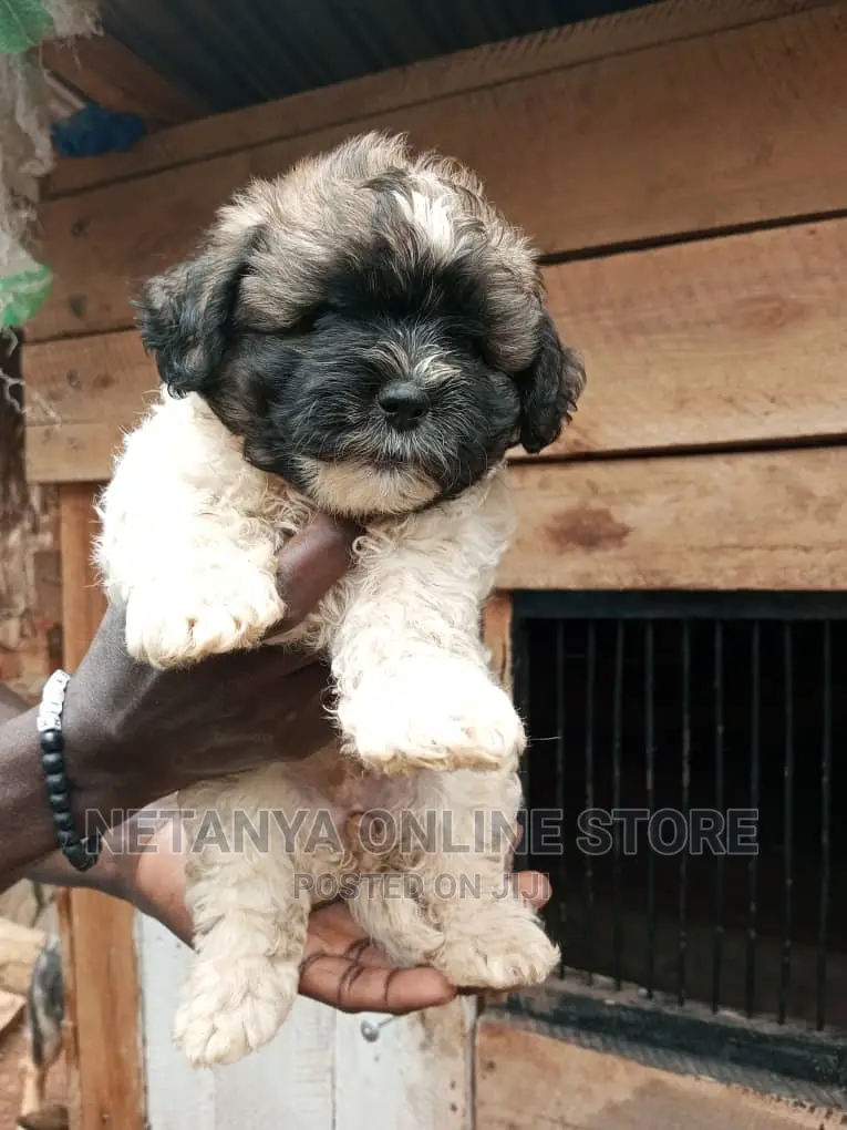 1-3 months Male Purebred Maltese