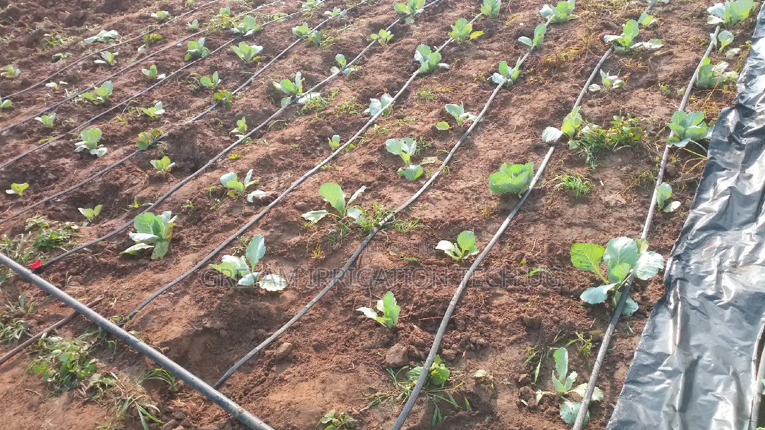 Drip Tape For Drip Irrigation Systems