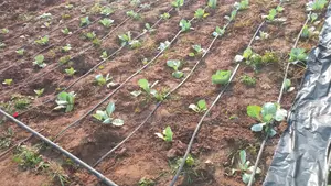 Drip Tape For Drip Irrigation Systems