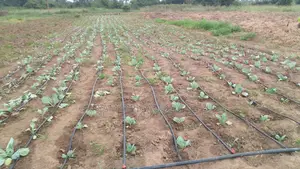 Drip Tape For Drip Irrigation Systems