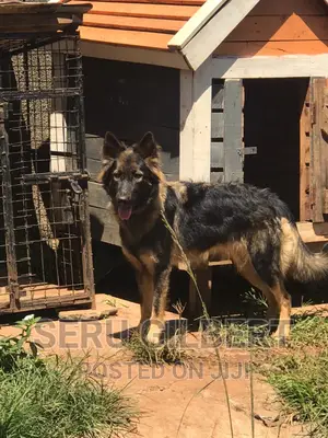 1-3 months Male Purebred German Shepherd