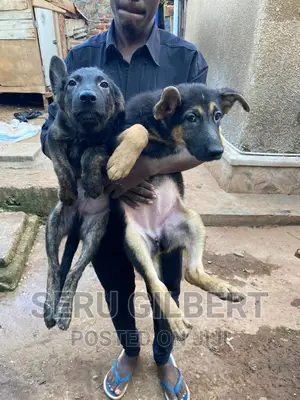 3-6 months Male Purebred German Shepherd