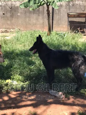 6-12 months Male Purebred German Shepherd