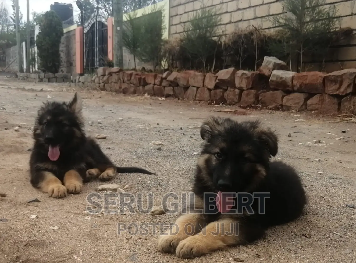 3-6 months Male Purebred German Shepherd