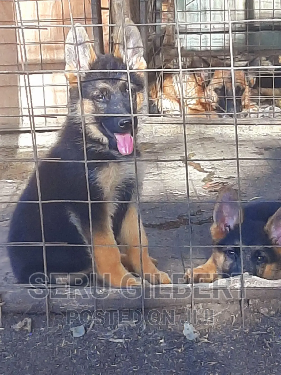 3-6 months Male Purebred German Shepherd