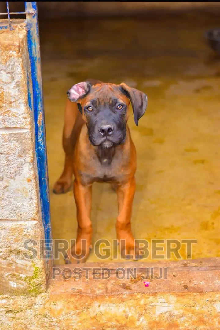 3-6 months Male Purebred Boerboel