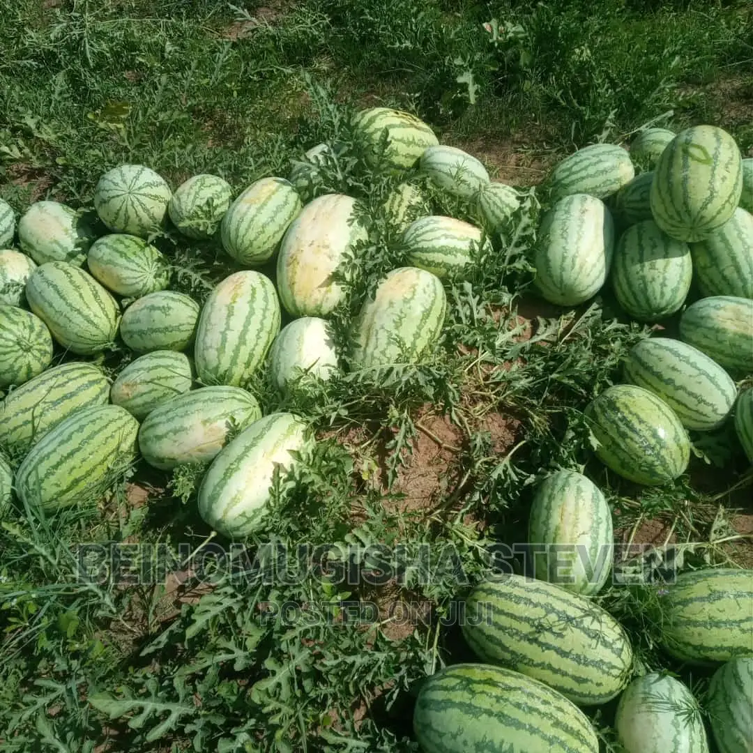 Farm Supervisor/Manager
