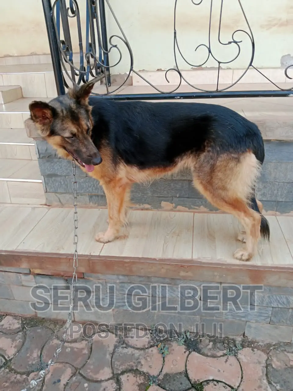 1-3 months Male Purebred German Shepherd
