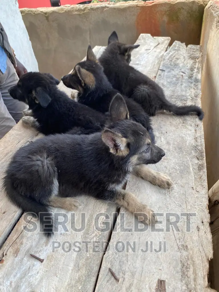 1-3 months Male Purebred German Shepherd