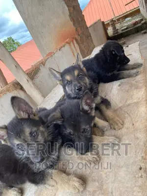 1-3 months Female Purebred German Shepherd