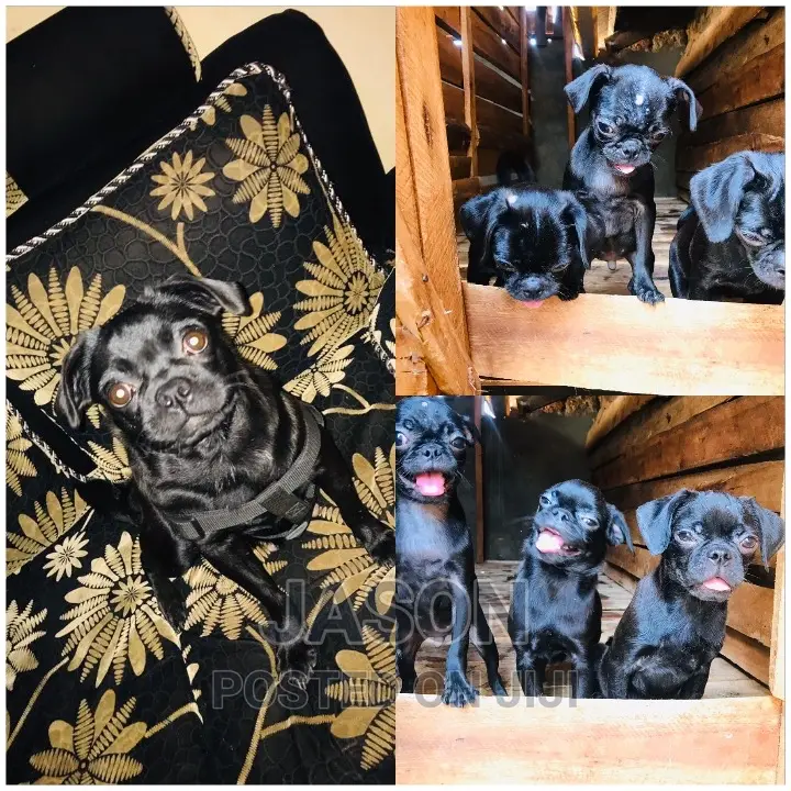 1-3 months Male Purebred Pug