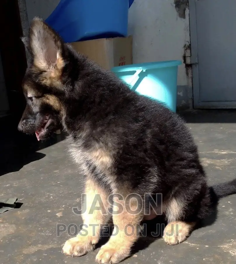1-3 months Male Purebred German Shepherd