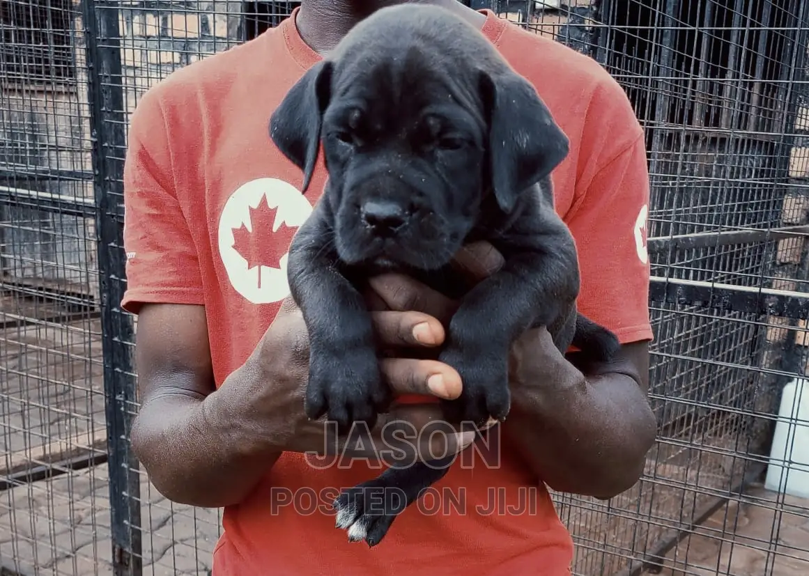 1-3 months Male Purebred Bullmastiff