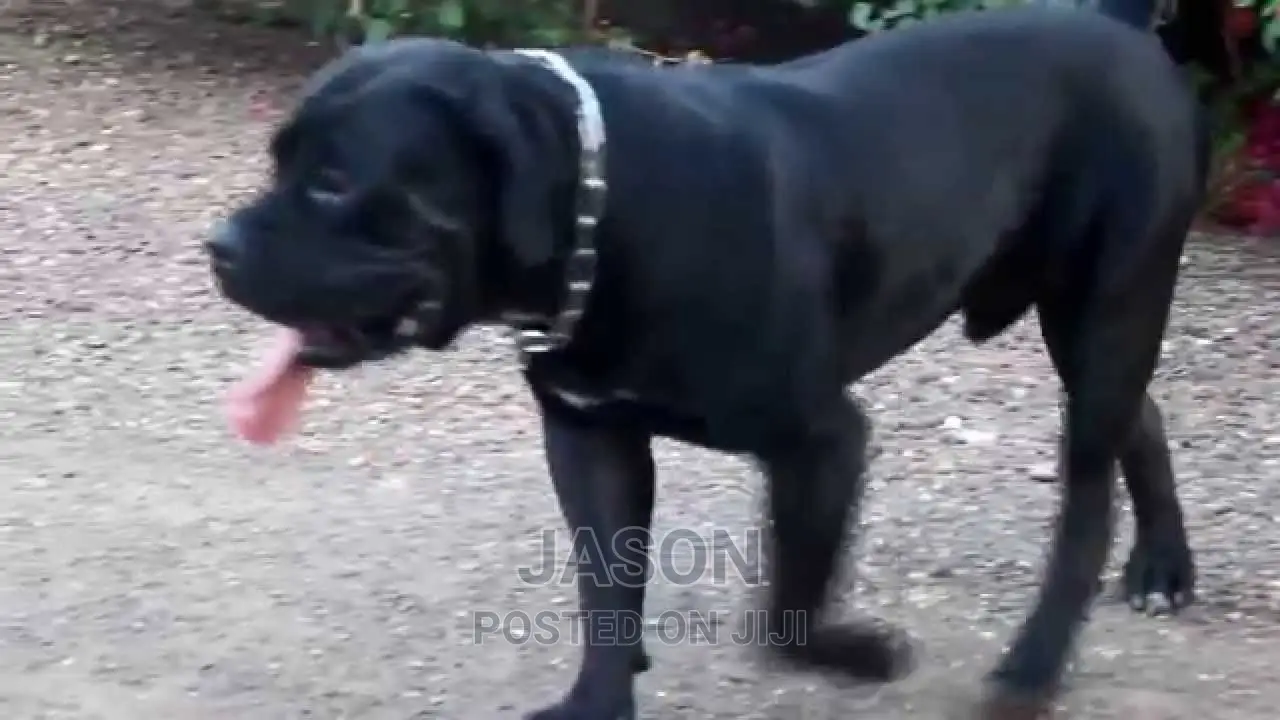 1-3 months Male Purebred Bullmastiff