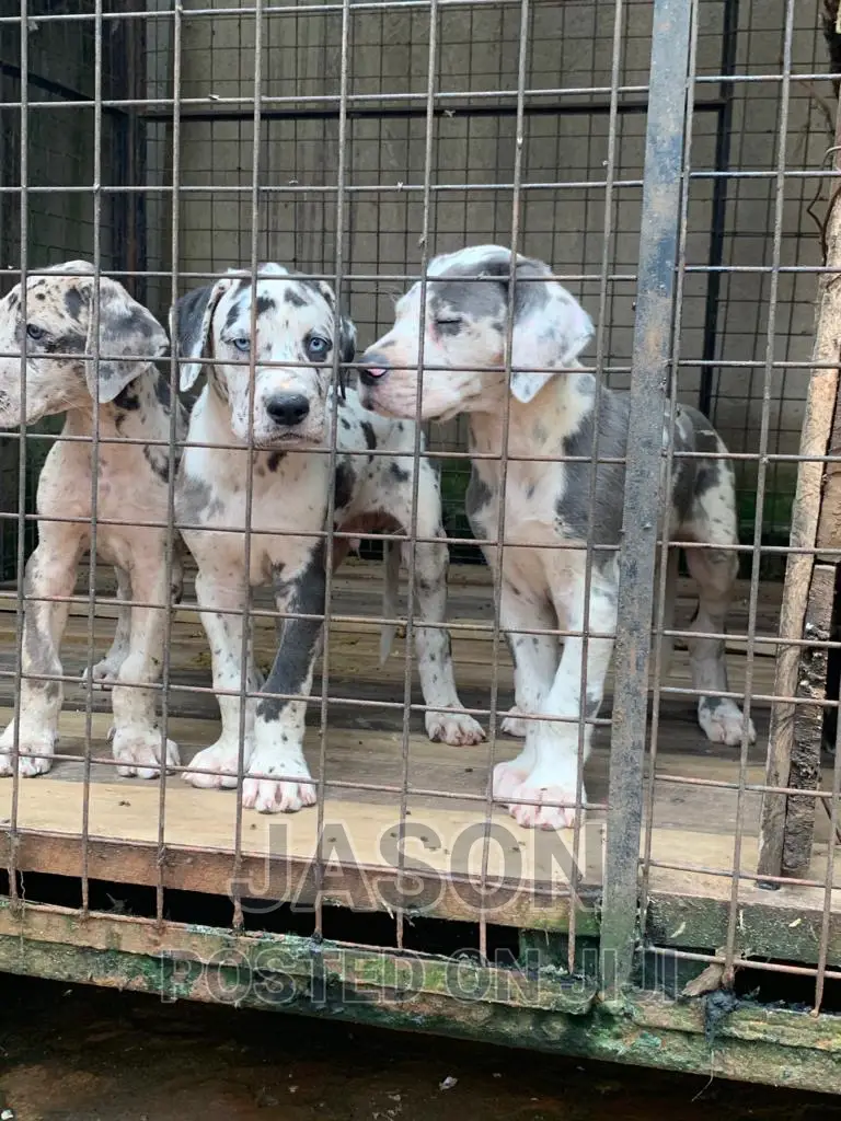 1-3 months Male Purebred Great Dane