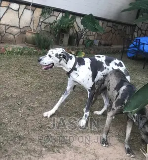 1-3 months Male Purebred Great Dane