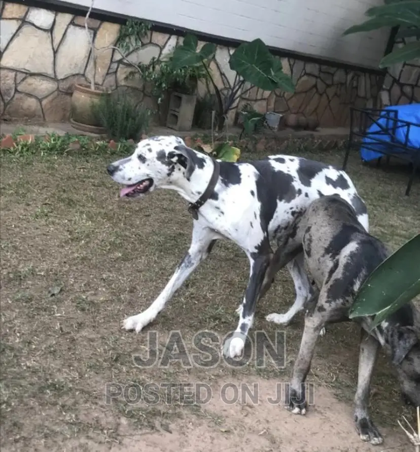 1-3 months Male Purebred Great Dane