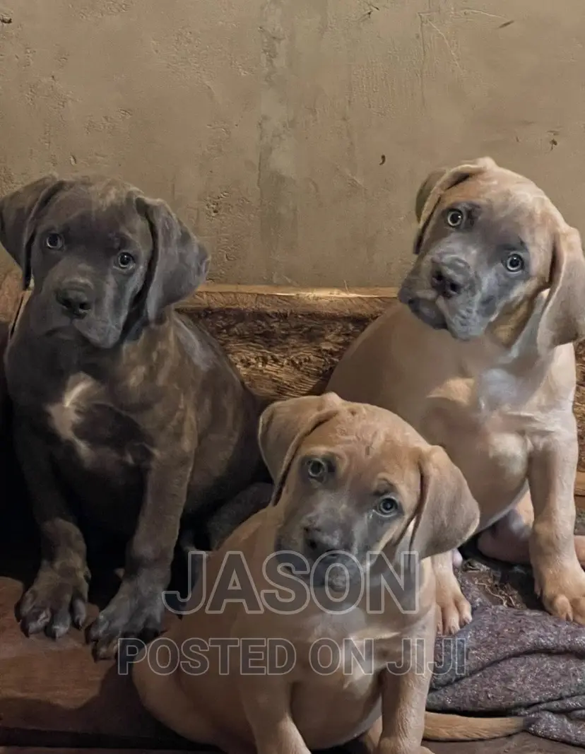 1-3 months Male Purebred Boerboel