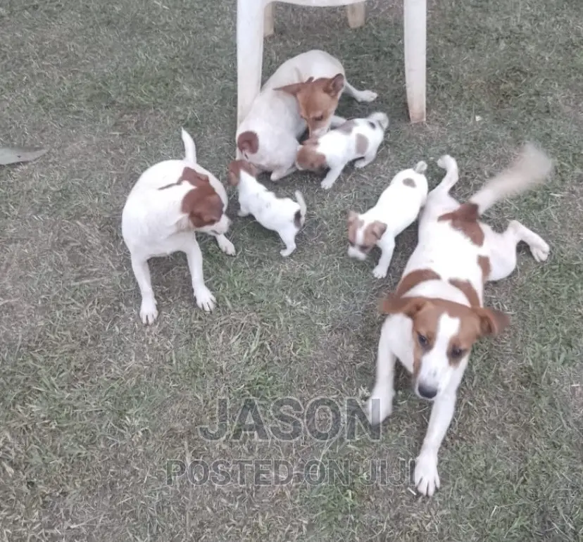 1-3 months Female Purebred Jack Russell Terrier