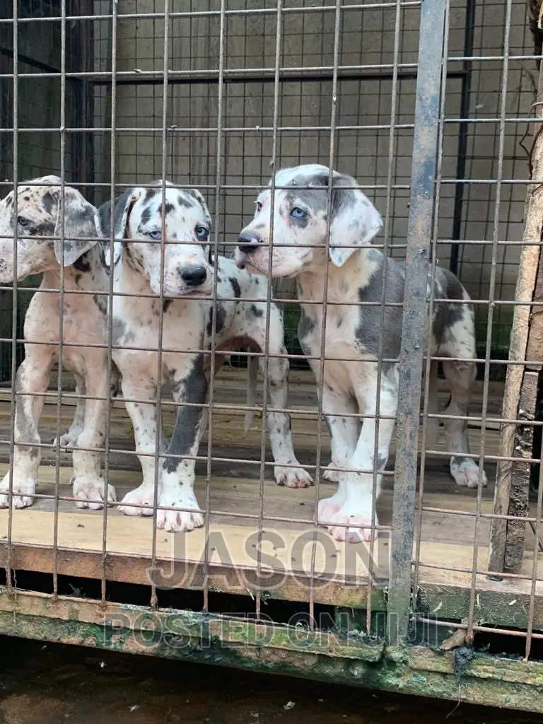 3-6 months Male Purebred Great Dane