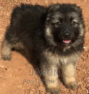 1-3 months Female Purebred German Shepherd