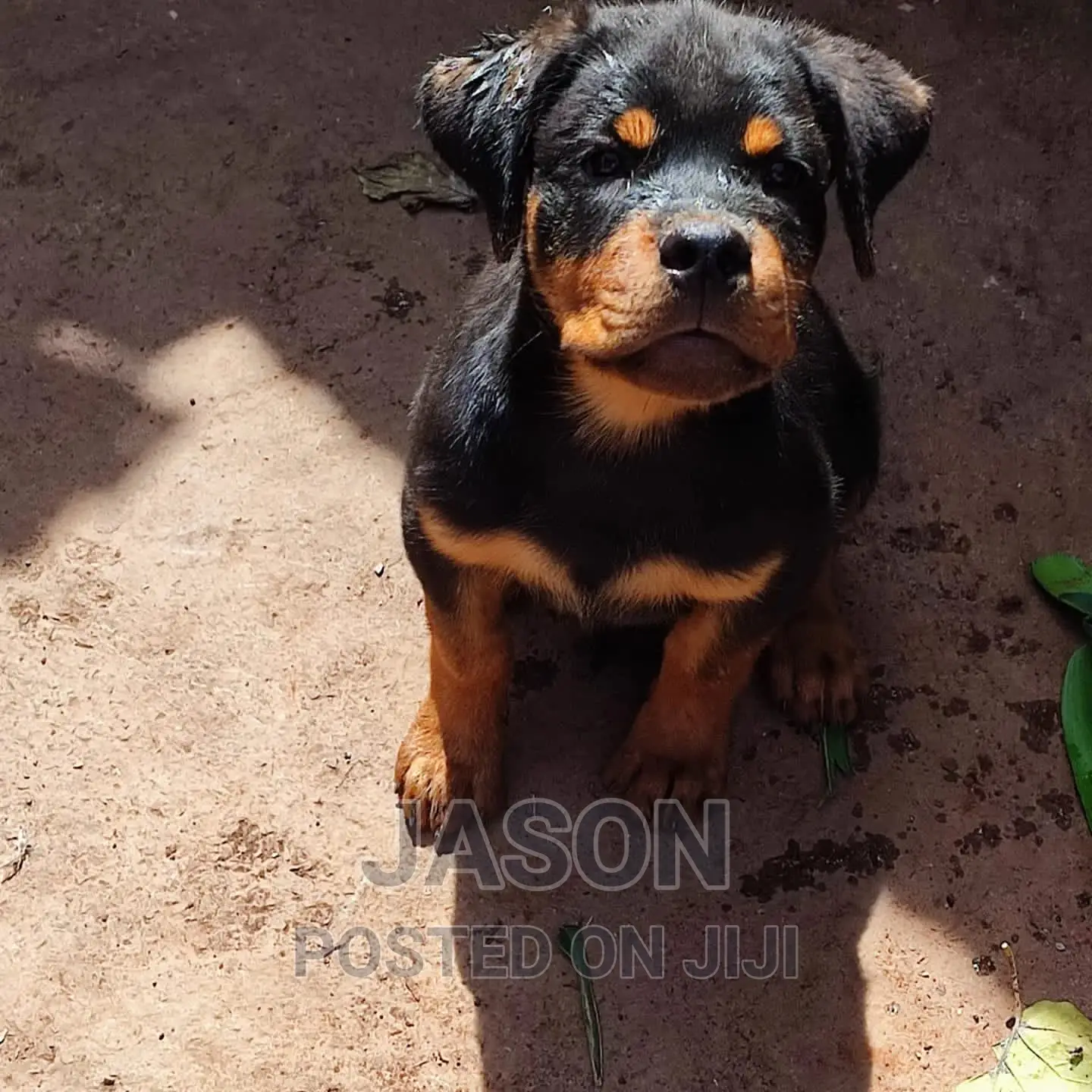 3-6 months Female Purebred Rottweiler