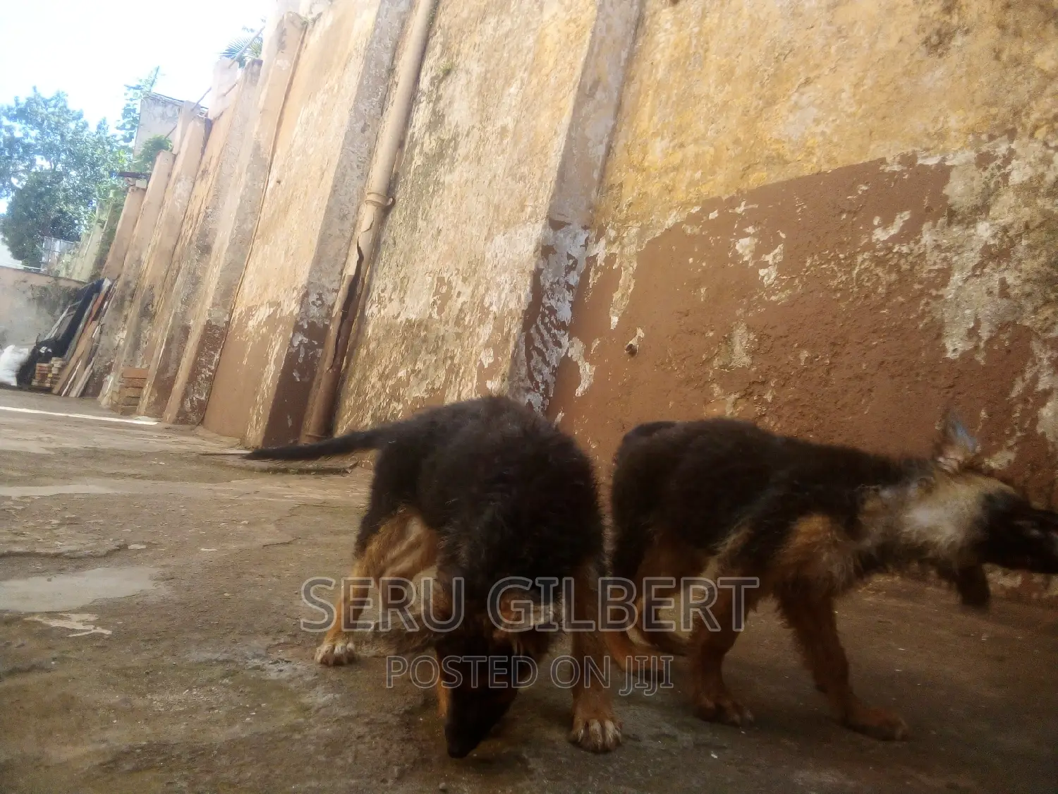 3-6 months Male Purebred German Shepherd