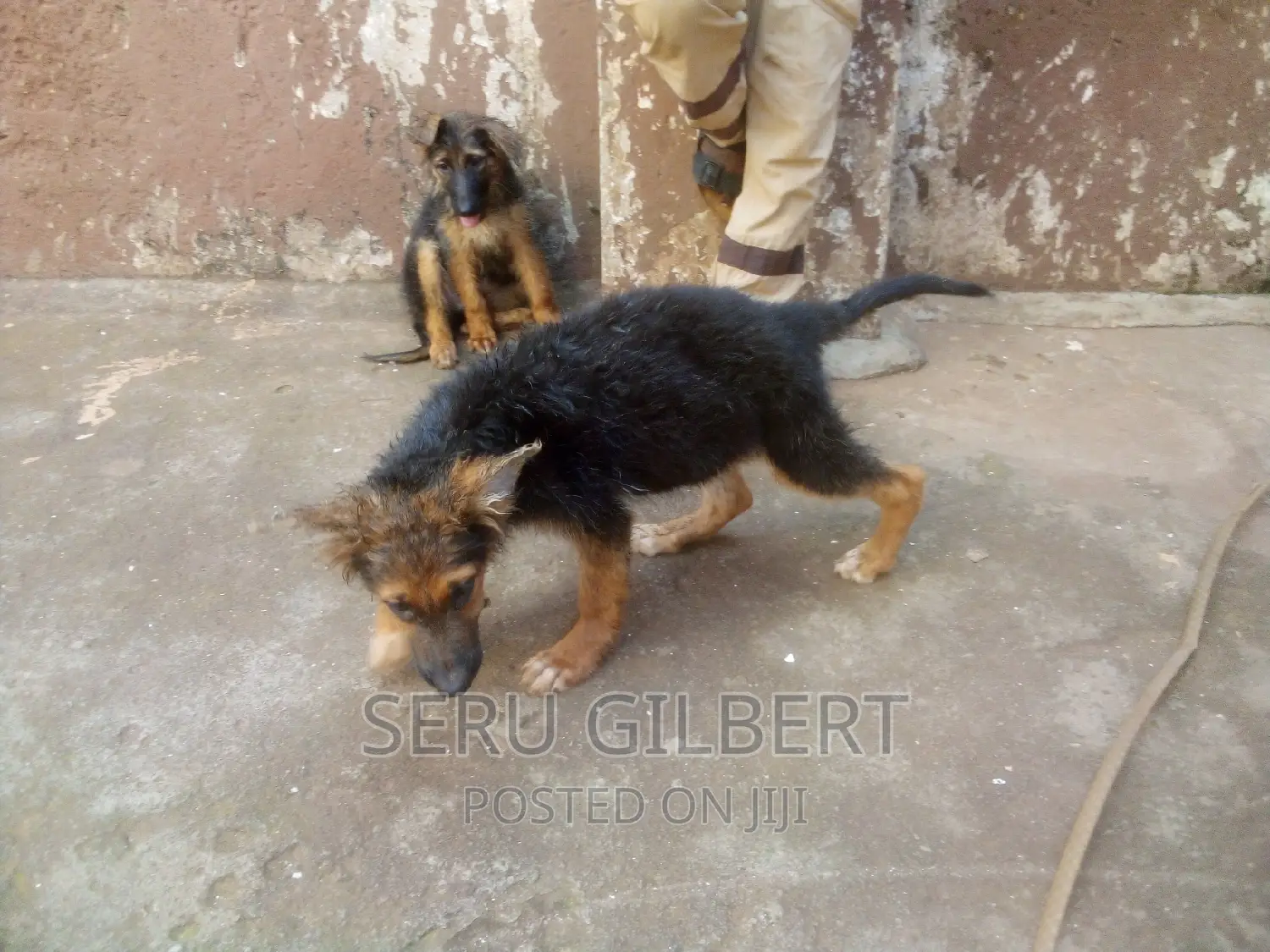 3-6 months Male Purebred German Shepherd