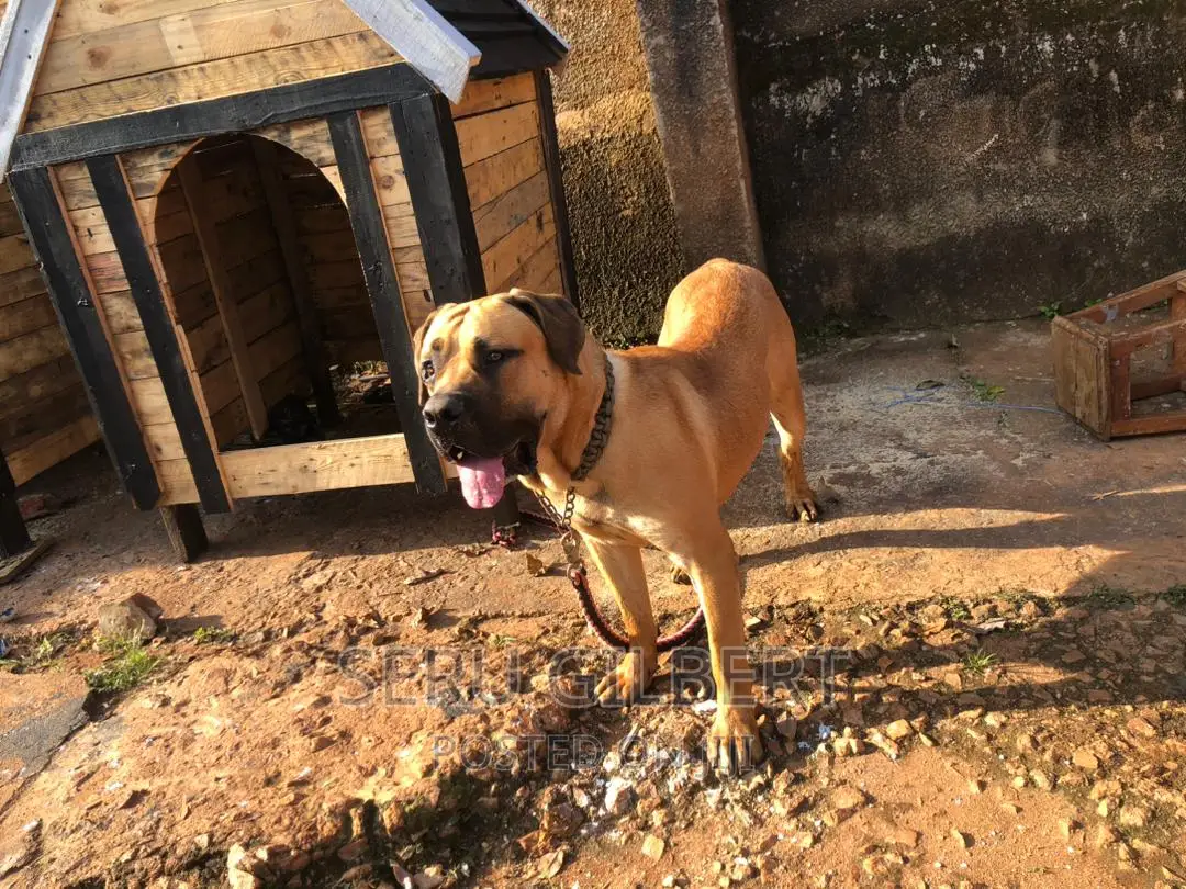 1-3 months Male Purebred Boerboel