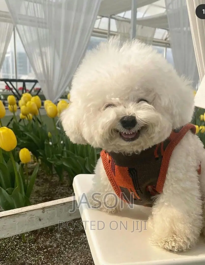 3-6 months Male Purebred Maltese